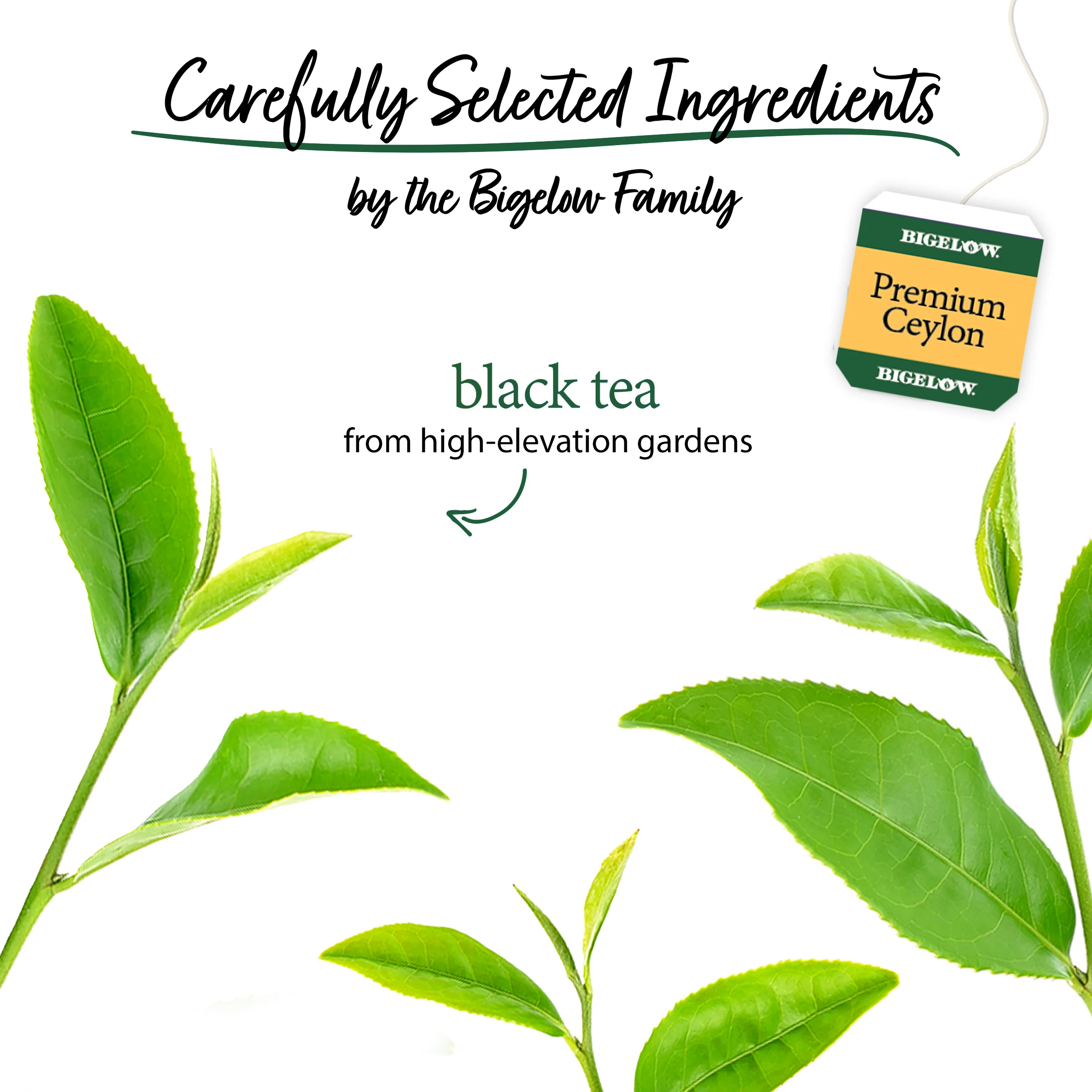 3 Boxes of Premium Blend Pure Ceylon Tea - Image 3