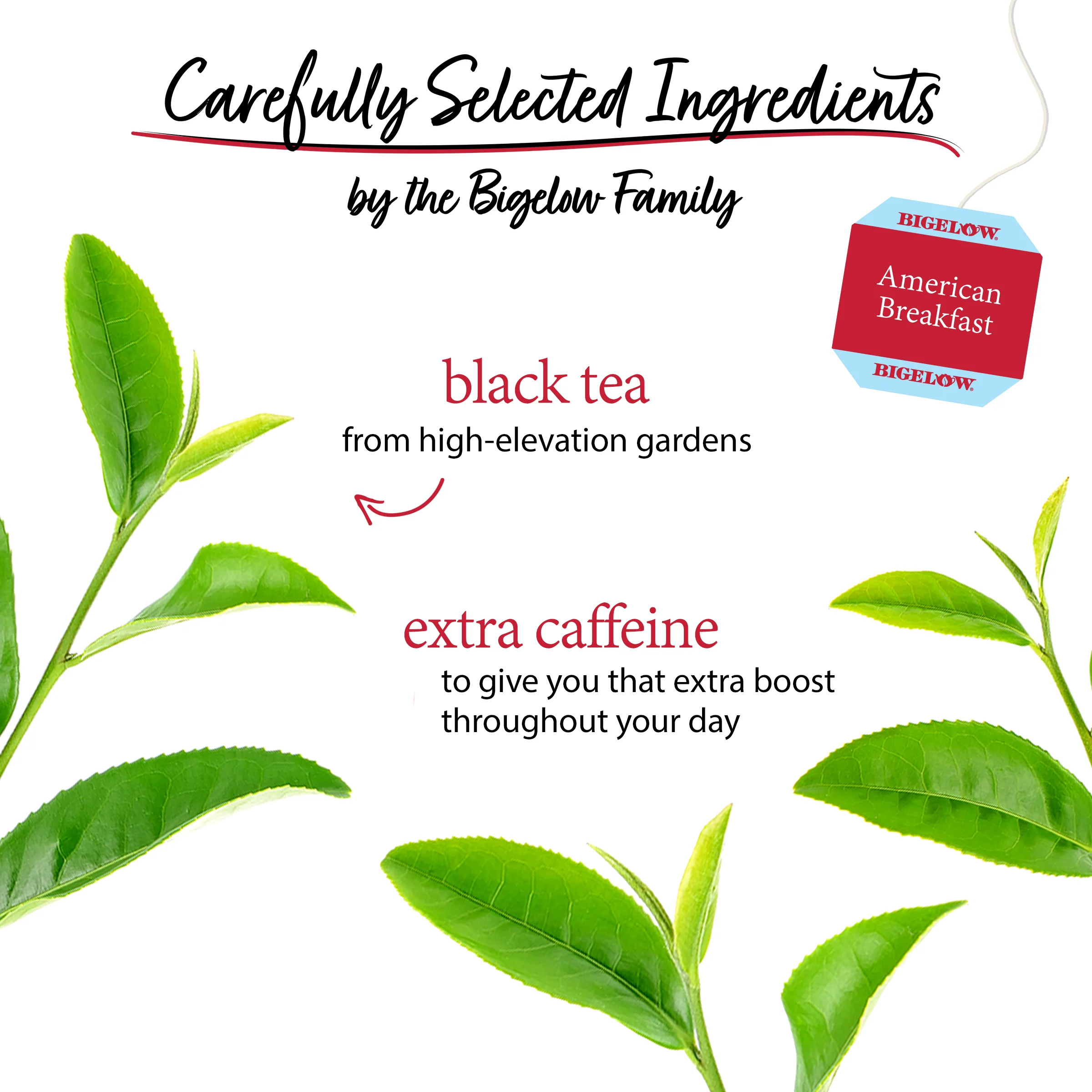 American Breakfast Black Tea - Image 3