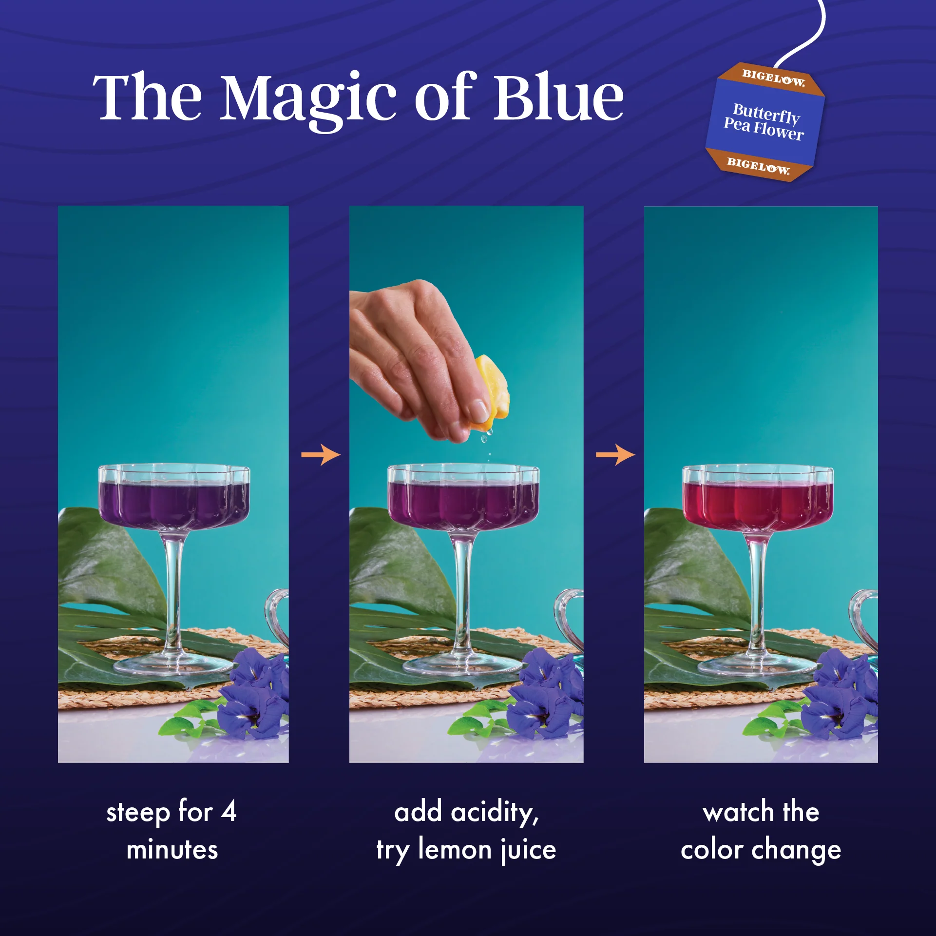 Butterfly Pea Flower Vanilla Midnight Herbal Tea - Image 9