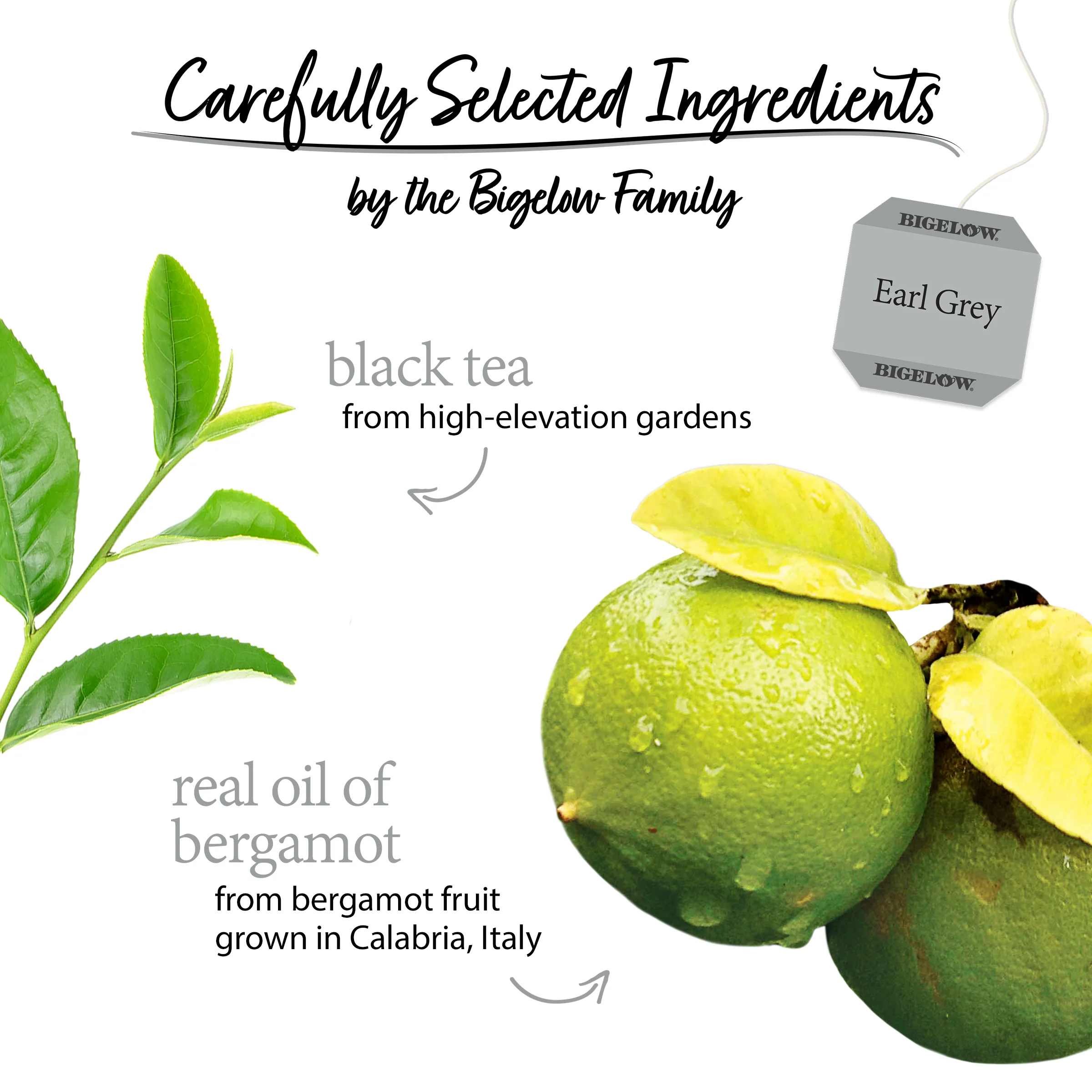 Earl Grey Black Tea - Image 3