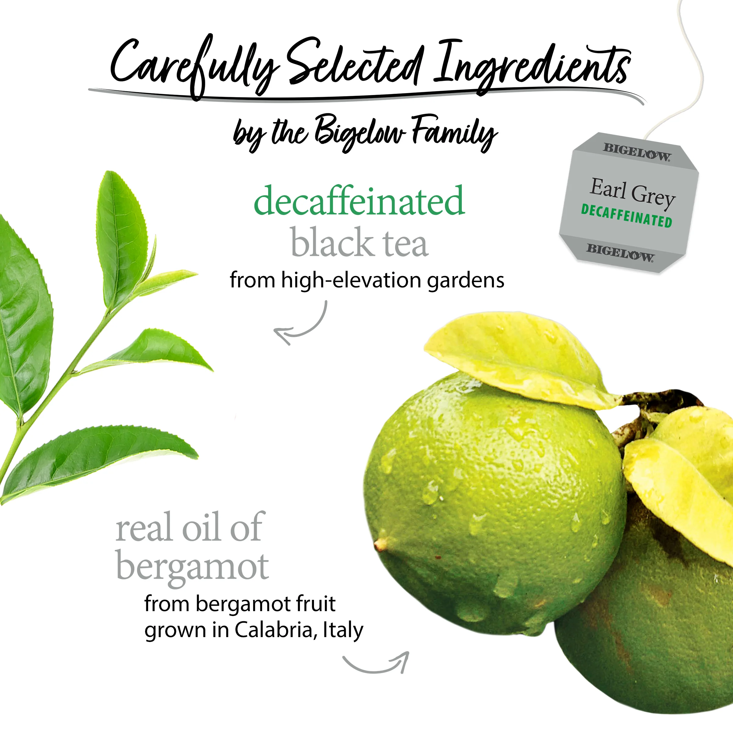 Earl Grey Decaf Black Tea - Image 3