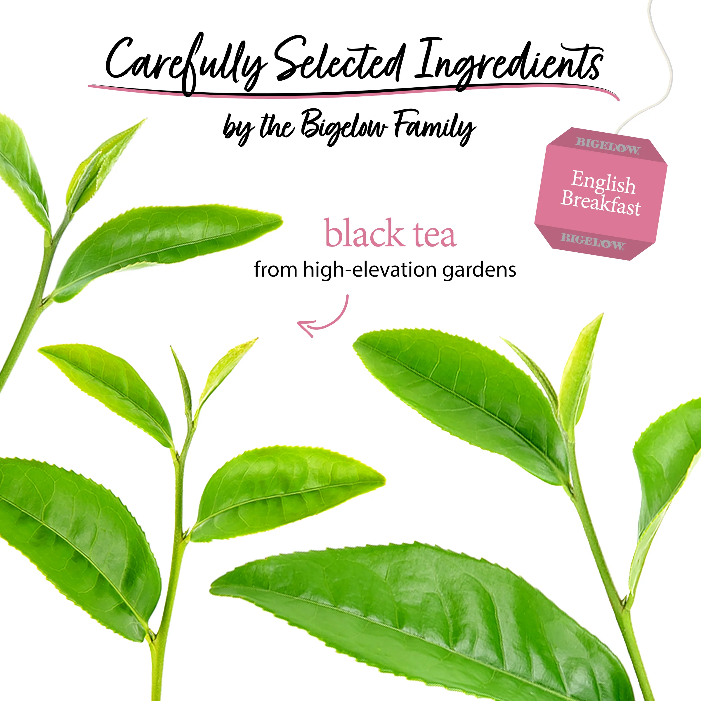 English Breakfast Black Tea - Image 3