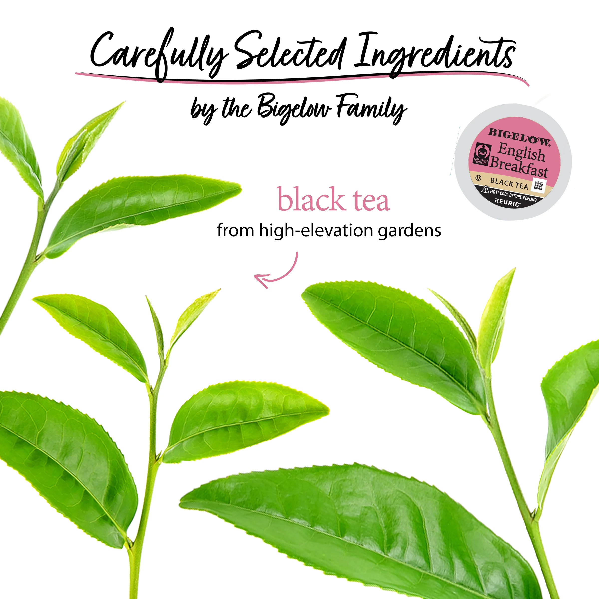 English Breakfast Black Tea K-Cup® Pods 12 Count - Image 3