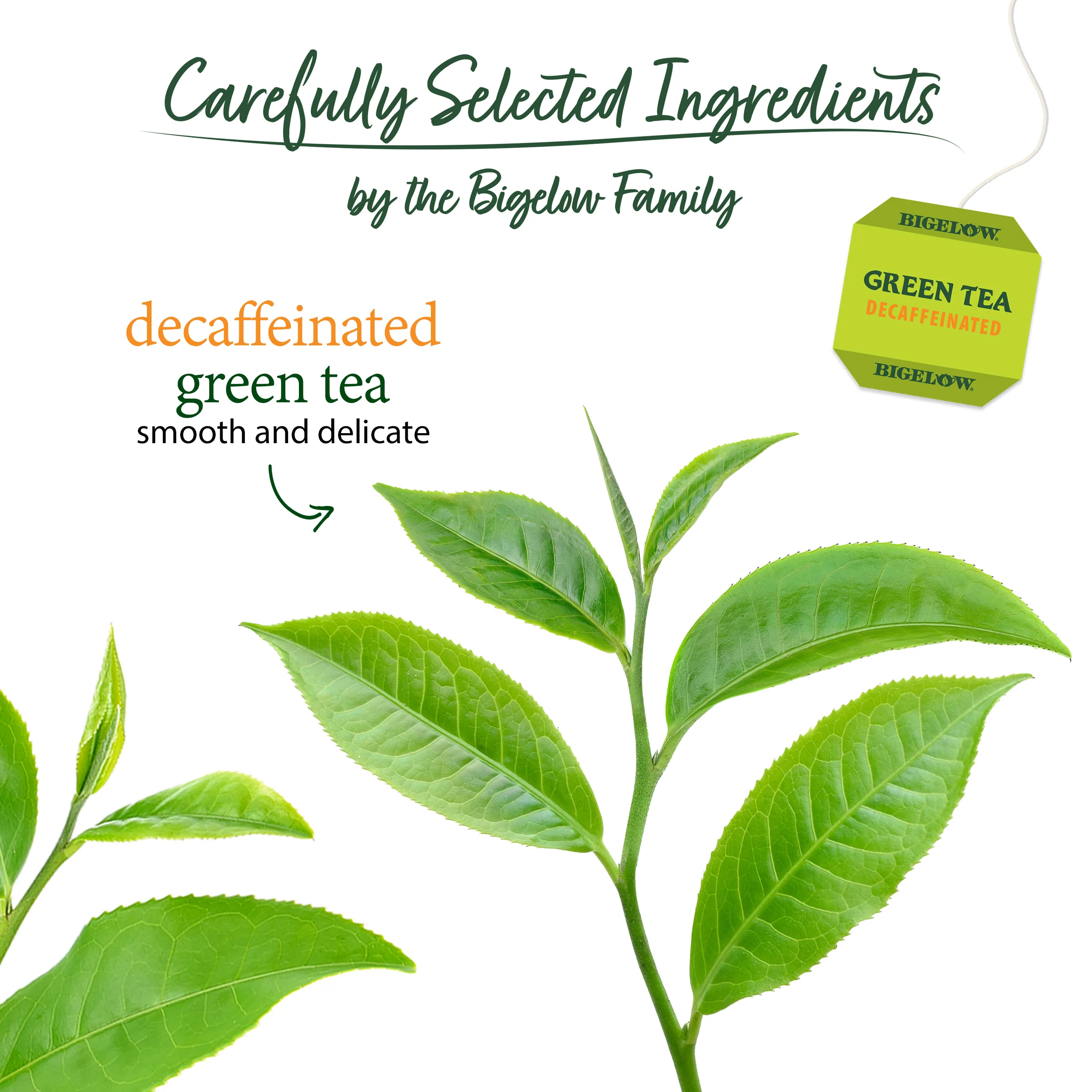 Green Tea Decaf 40 Count - Image 3