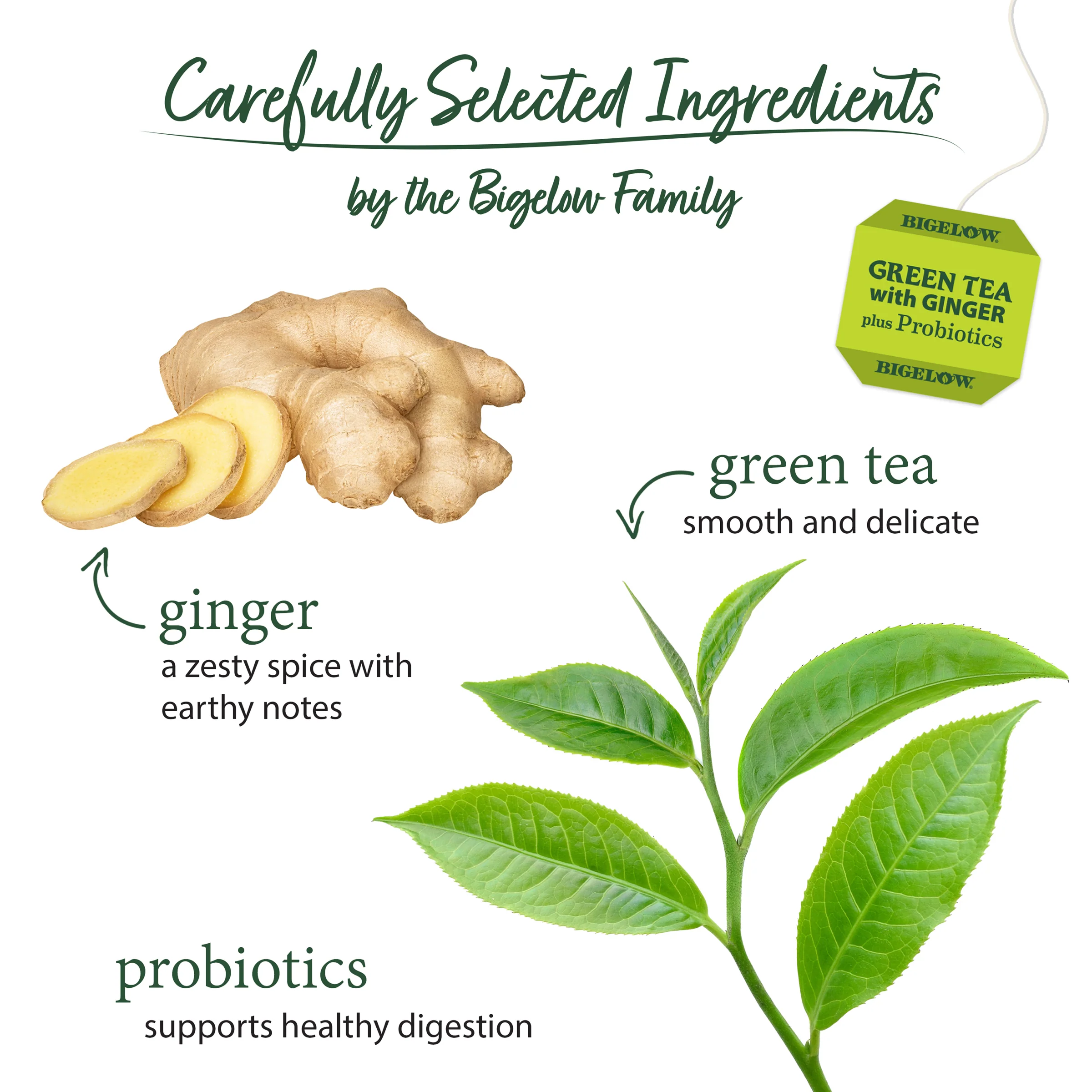 Green Tea with Ginger plus Probiotics - Image 3