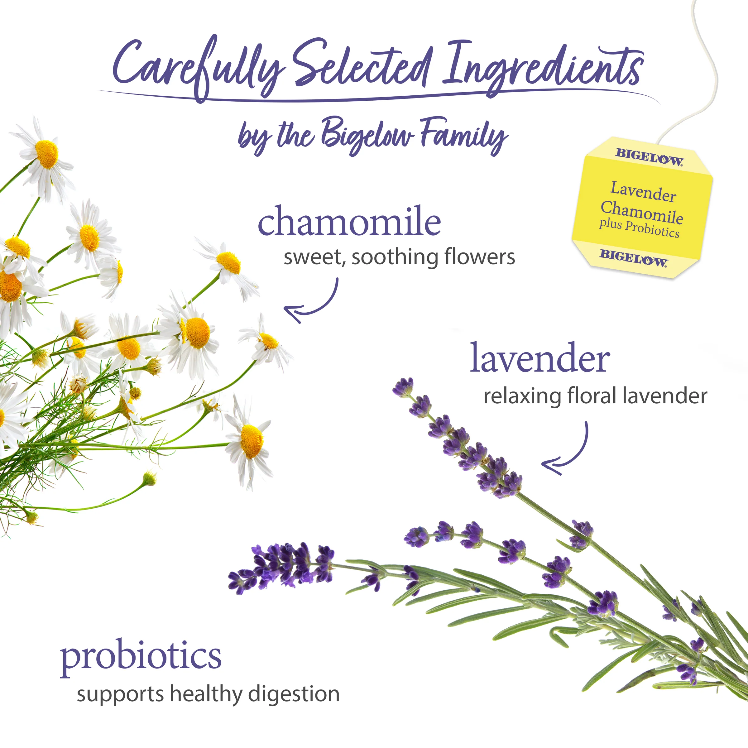 Lavender Chamomile Plus Probiotics Herbal Tea - Image 3