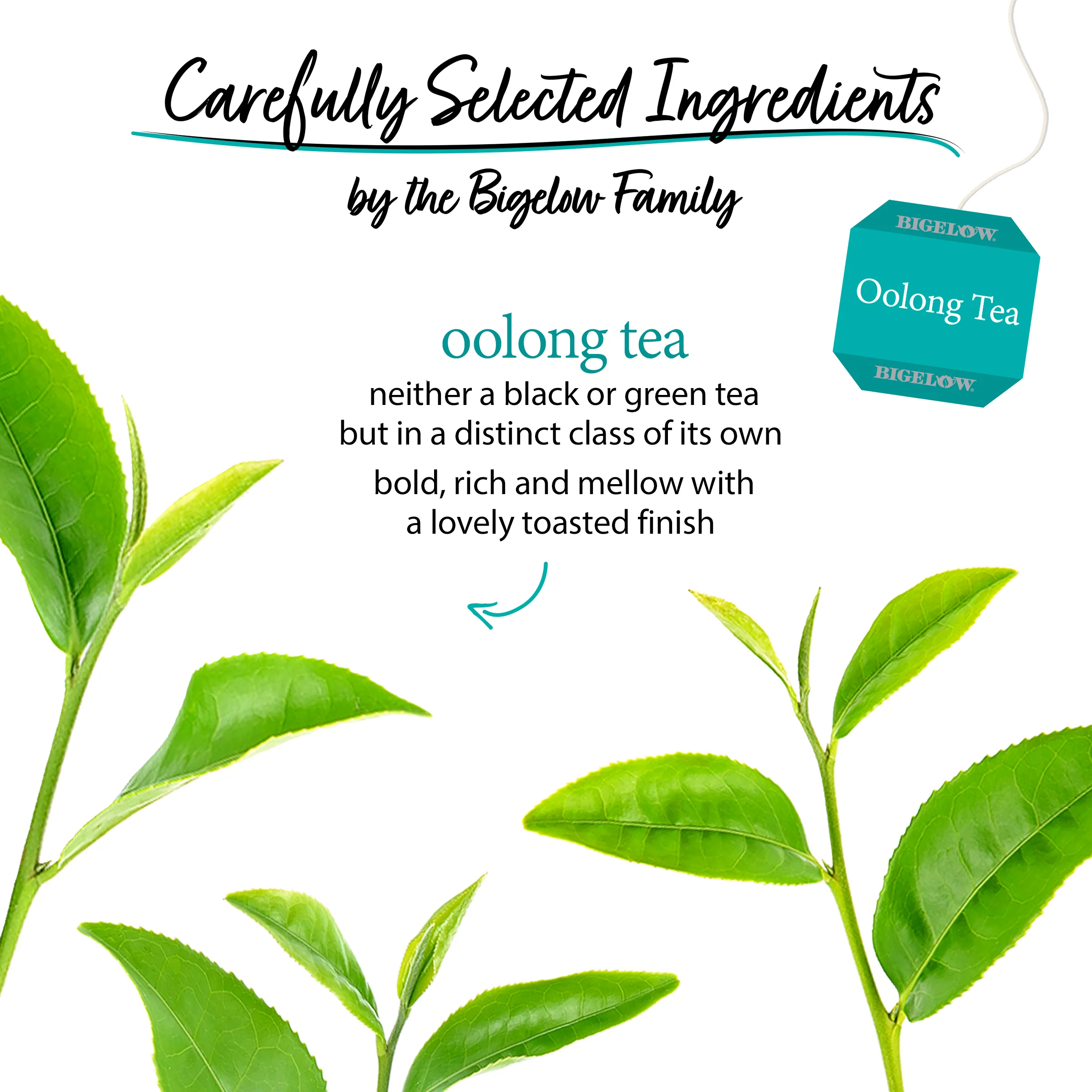 Oolong Tea - Image 3