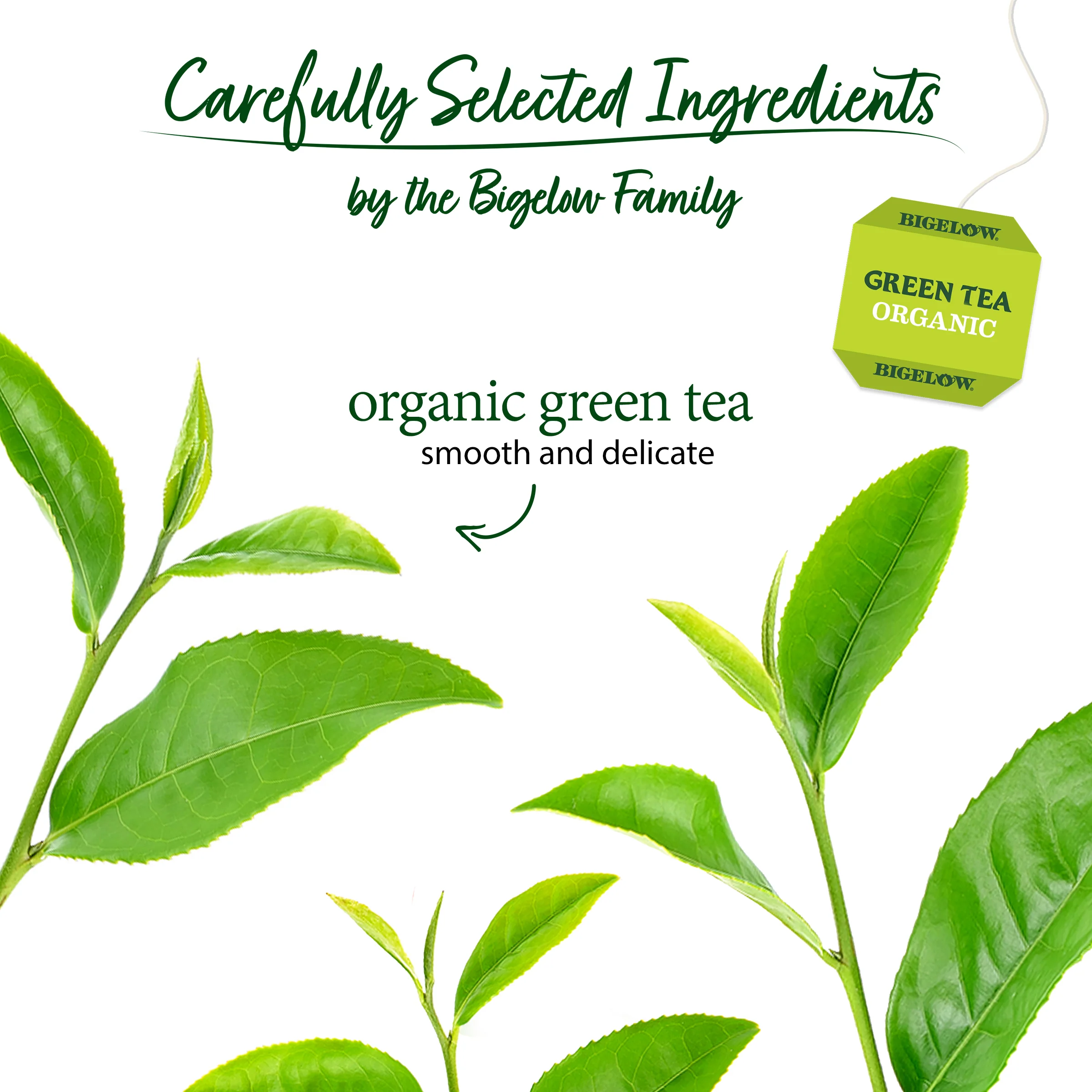 Organic Green Tea 40 Count - Image 3