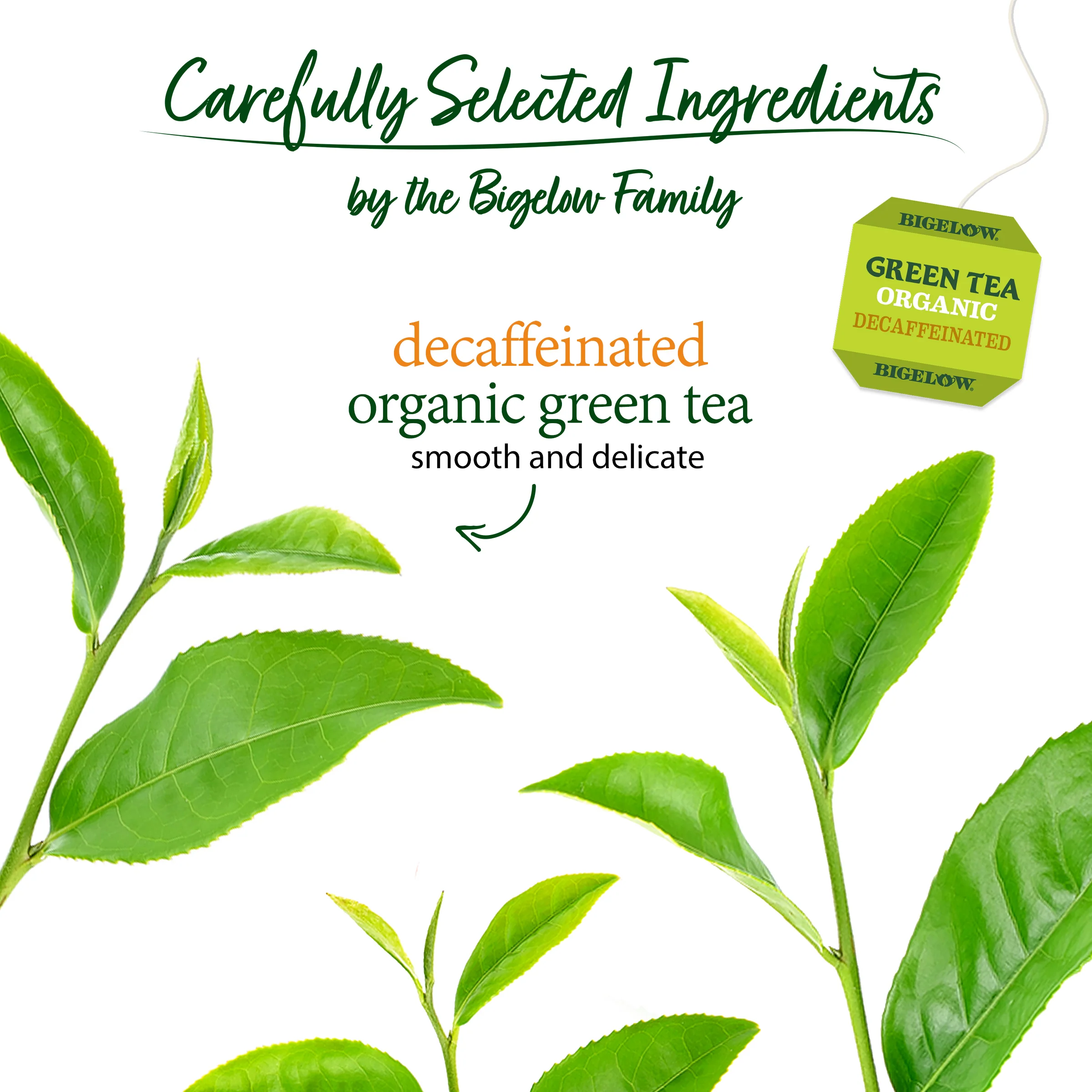 Organic Green Tea Decaf 40 Count - Image 3