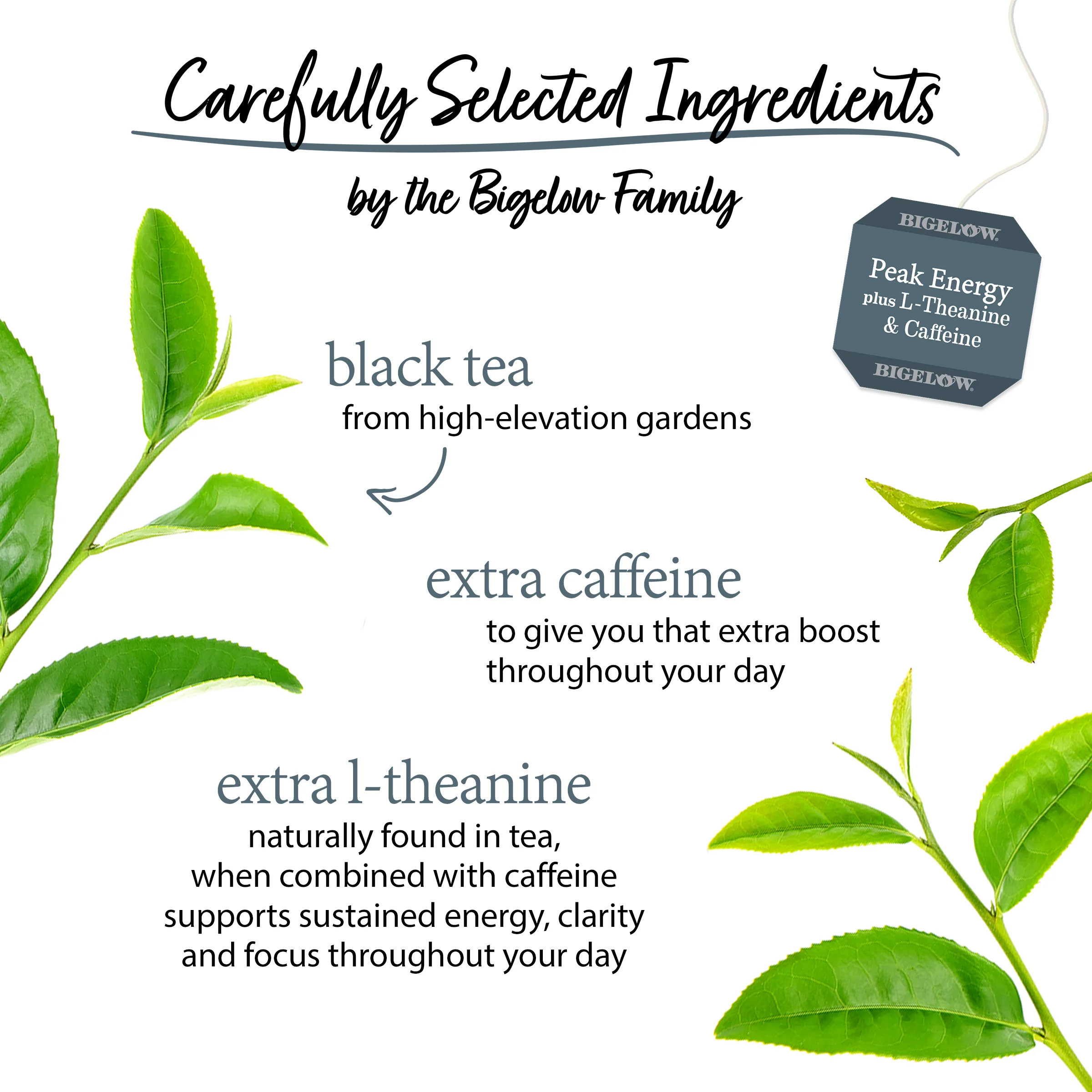 Peak Energy™ plus Extra L-Theanine And Caffeine Black Tea - Image 3