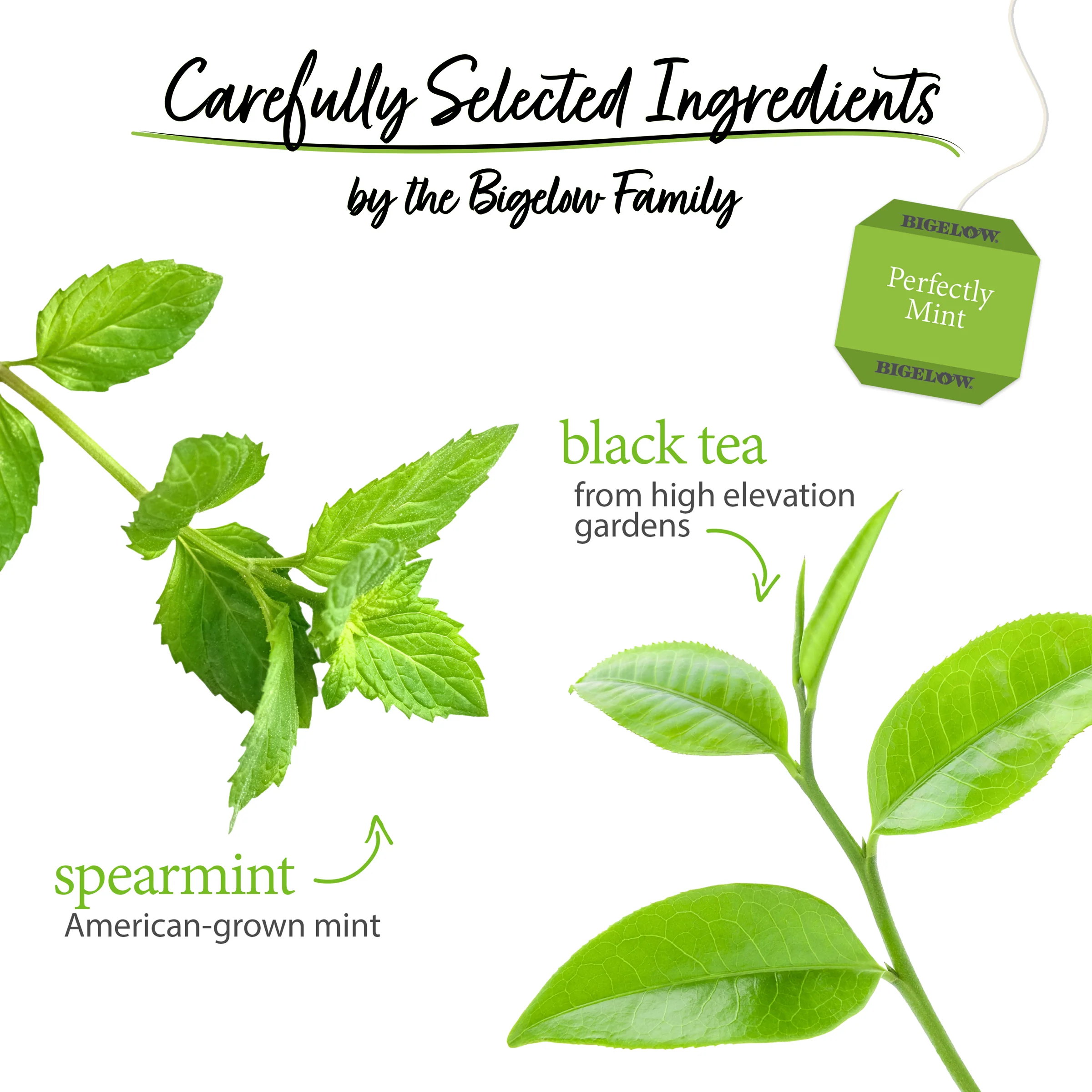 Perfectly Mint Black Tea - Image 3